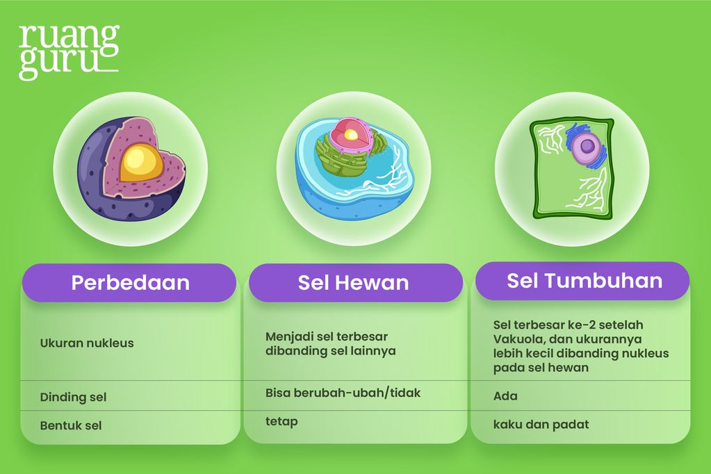 Struktur Sel Tumbuhan & Sel Hewan beserta Fungsinya